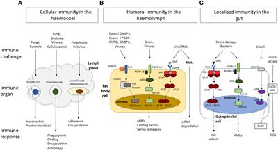 The utility of Drosophila melanogaster as a fungal infection model